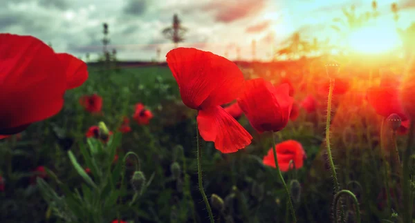 Wild poppy bloemen veld bij zonsondergang — Stockfoto