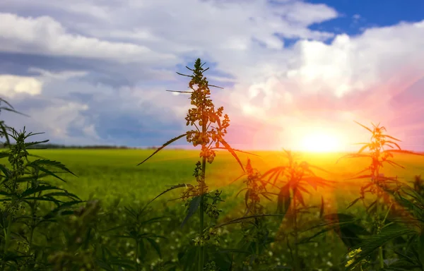 Campo con cannabis. marijuana cespuglio al tramonto — Foto Stock