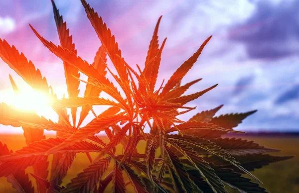 Cespuglio di marijuana su uno sfondo di cielo a su Foto Stock Royalty Free