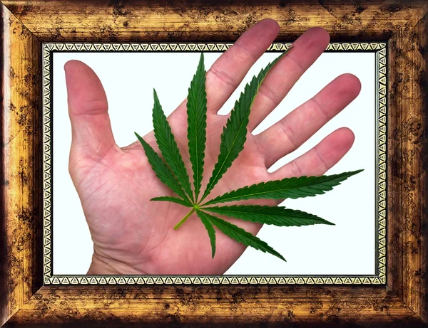 Foglia di cannabis sul palmo della mano in cornice dorata — Foto Stock