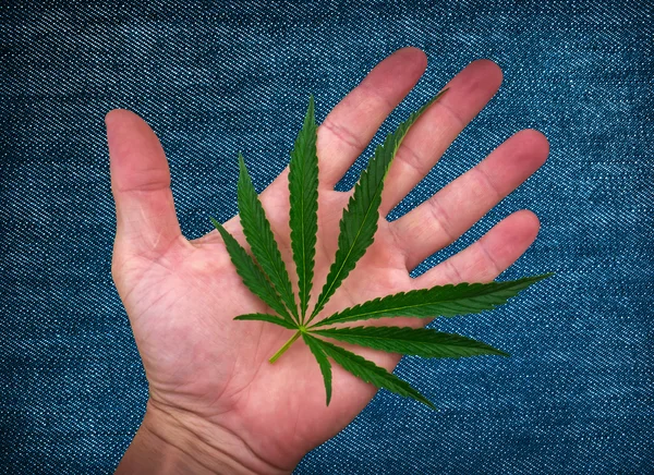 Foglia di cannabis sul palmo. marijuana sulla trama del tessuto denim — Foto Stock