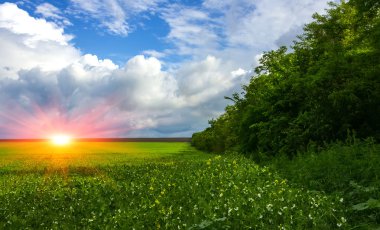 alan çiçekli ot, ağaç arka plan güzel bulutlar üzerinde