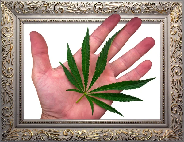 Foglia di cannabis sul palmo della mano in cornice — Foto Stock