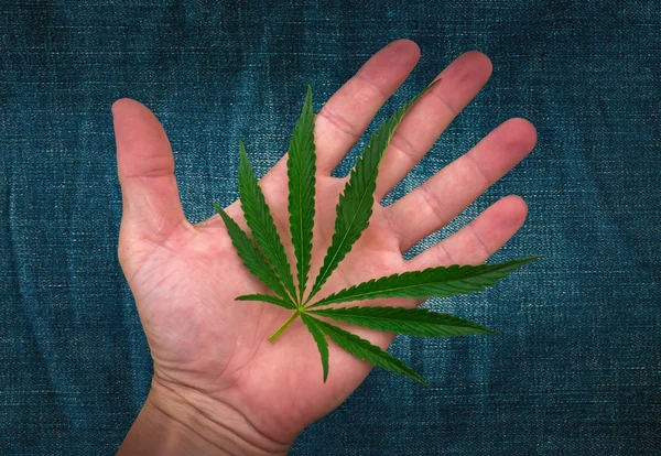 Texture foglia di cannabis sul palmo della mano. marijuana su sfondo jeans — Foto Stock