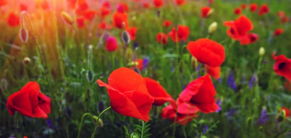 Wild flower máku na poli s trávy při západu slunce — Stock fotografie