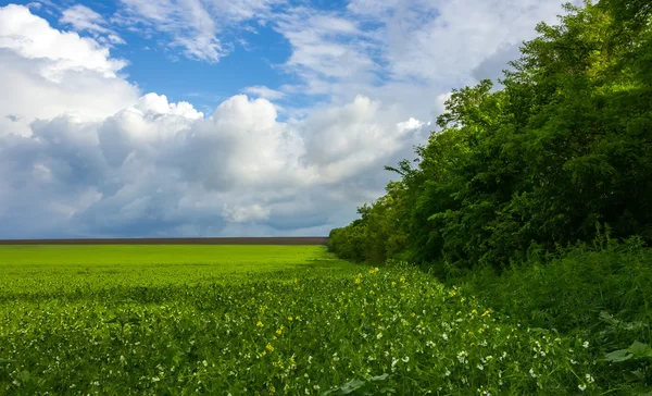 Champ herbe à fleurs, bosquet sur un fond de nuages parfaits — Photo