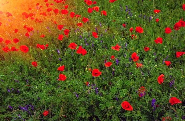 Wild flower máku na poli s trávy při západu slunce — Stock fotografie