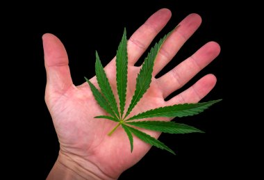 siyah üzerine izole palmiye yaprağına esrar. Esrar 