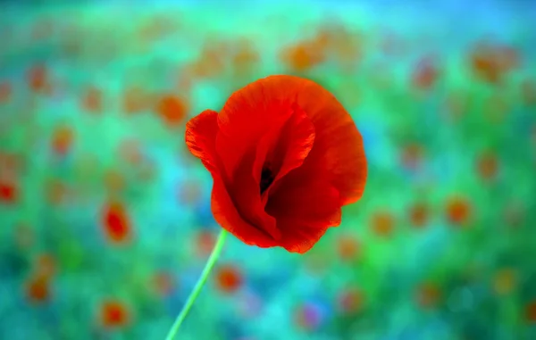 Amapola flor silvestre sobre fondo borroso multicolor — Foto de Stock