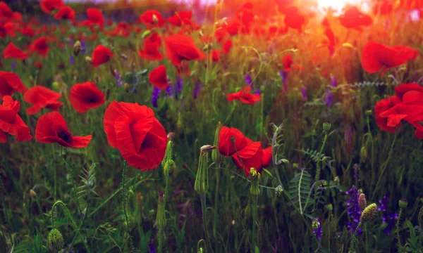 Fleurs sauvages coquelicots dans un champ avec de l'herbe au coucher du soleil — Photo