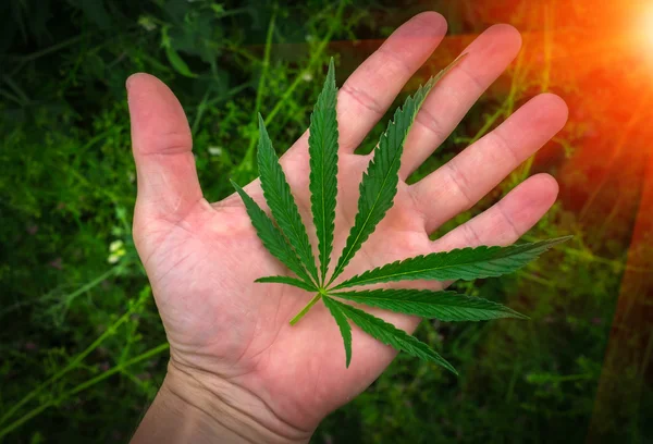 Foglie di cannabis sul palmo al tramonto. marijuana — Foto Stock