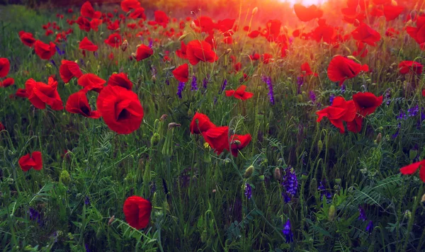 Vilda blommor vallmo i solnedgången — Stockfoto