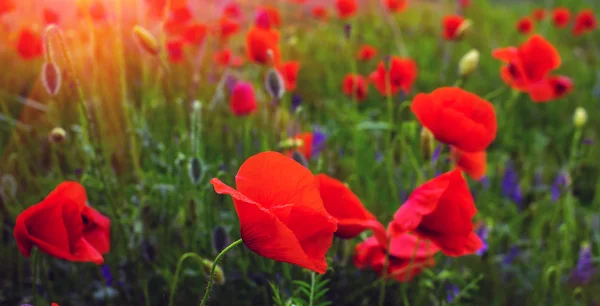 Vilda blommor vallmo på fältet med gräs i solnedgången — Stockfoto