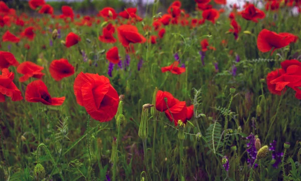 Vilda blommor vallmo i ett fält med gräs — Stockfoto