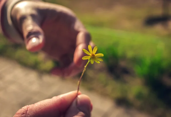 Mano dà un fiore selvatico con amore . — Foto Stock