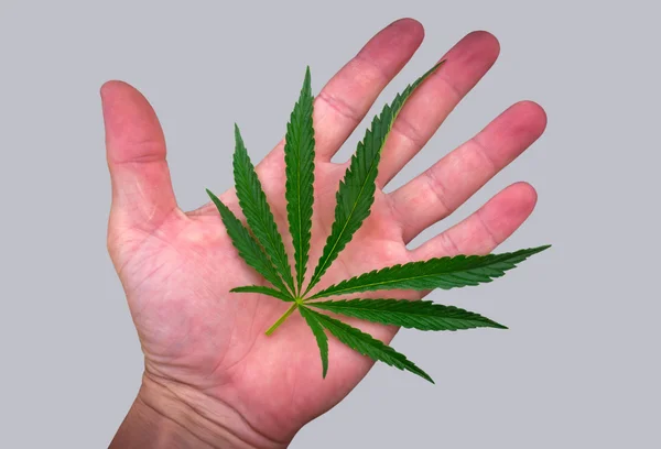 Foglia di cannabis sul palmo isolato sul grigio. marijuana — Foto Stock