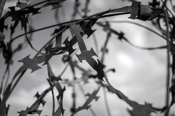 Apuñalando una cerca afilada. blanco y negro — Foto de Stock