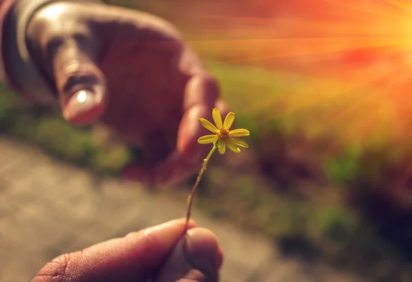 Hand schenkt eine wilde Blume mit Liebe bei Sonnenuntergang — Stockfoto