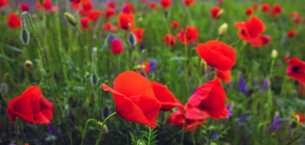 Blomma vilda vallmo på fältet med gräs — Stockfoto