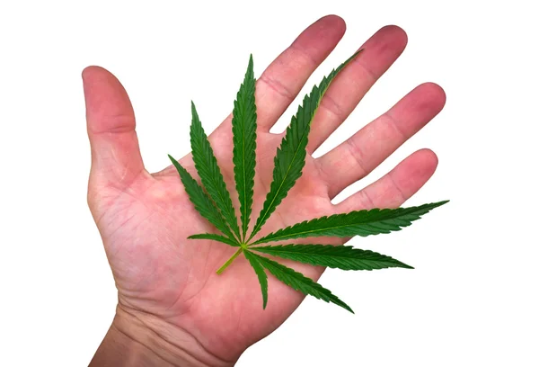 Foglia di cannabis sulla palma isolata sul bianco. marijuana — Foto Stock