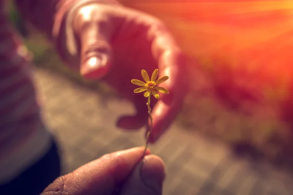 Ruka dává divoká květina s láskou při západu slunce Stock Fotografie