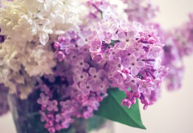 kır çiçekleri leylak 