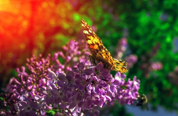 Mariposa sobre flor lila mirando al atardecer — Foto de Stock