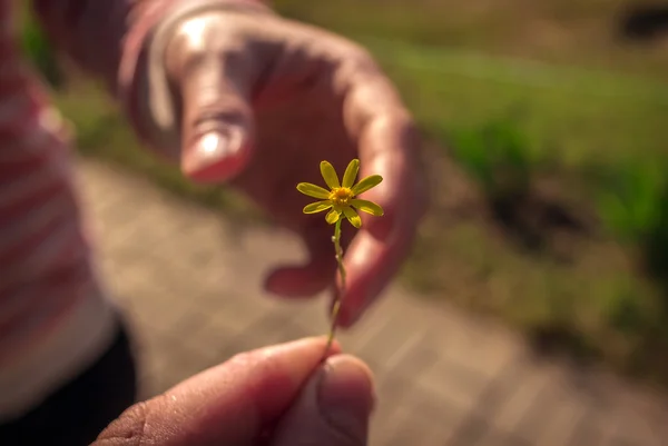 Hand gibt eine wilde Blume mit Liebe. — Stockfoto