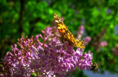 hristmas ağacı. Tebrik Noel pembe kartı 