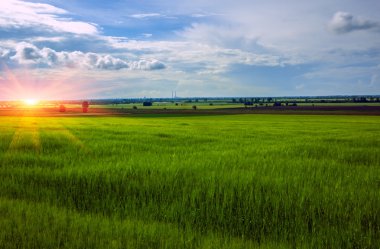 Buğday alan arka plan bulutlar üzerinde gün batımında