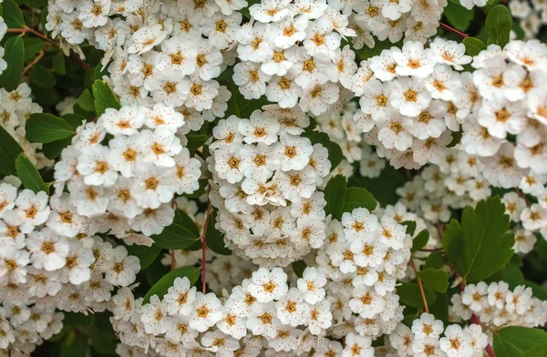 Vad fehér virág-bokrok — Stock Fotó