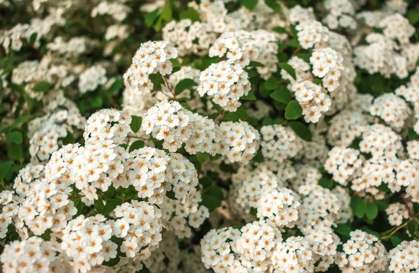 Arbustos de flores selvagens no borrado — Fotografia de Stock