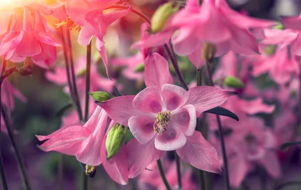 Campanilla de flores rosa salvaje primer plano al atardecer — Foto de Stock