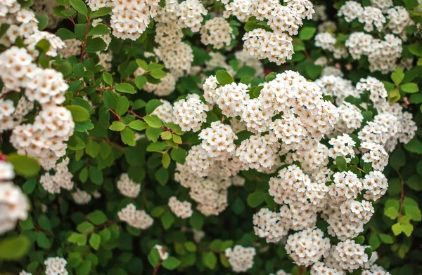 White flower bushes in the a blurred background — Stock Photo, Image