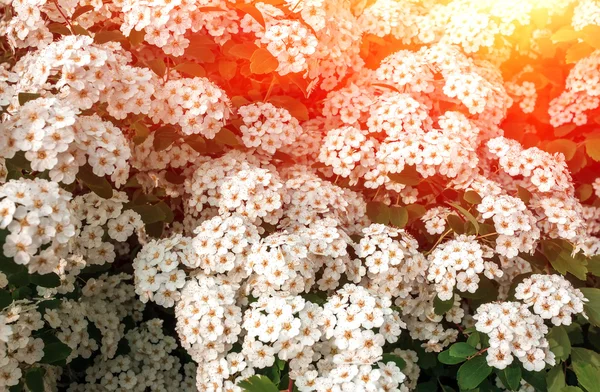 Wild white flower bushes at sunrise — Stock Photo, Image