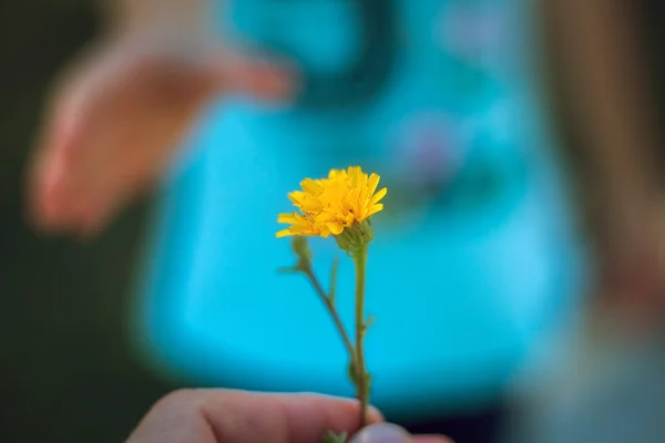 Hand gibt eine wilde Blume mit Liebe. — Stockfoto