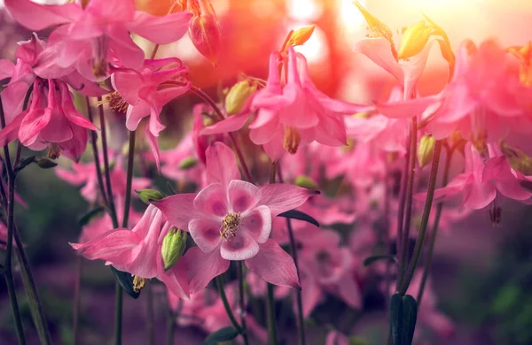Campana de flores rosa salvaje sobre un fondo borroso — Foto de Stock