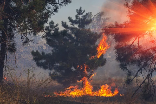 Incendio, bruciature di pino con una fiamma accesa al tramonto Immagini Stock Royalty Free