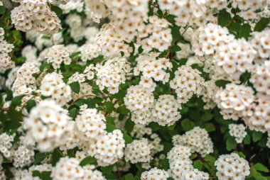 vahşi beyaz çiçek arka plan bulanık