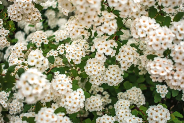 vahşi beyaz çiçek arka plan bulanık