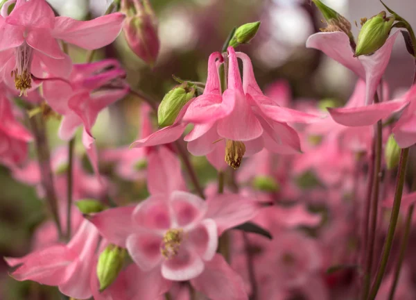 Wild pink flower bell  close-up