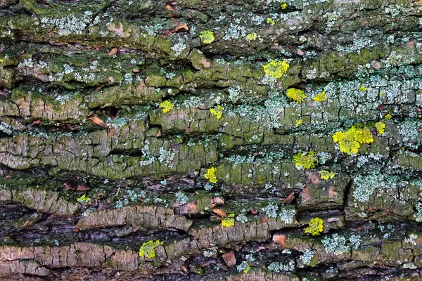 Textura - musgo de corteza de árbol — Foto de Stock