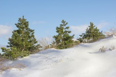 karlı bir tepe üzerinde üç çam ağaçları