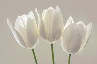 Beyaz bahar çiçekler 