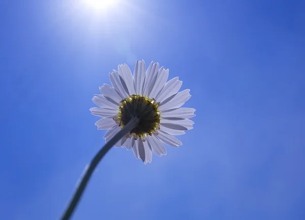 Margarita flor alcanza para el sol — Foto de Stock