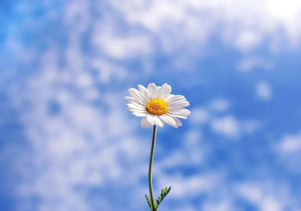 Wildes Gänseblümchen gegen blauen Himmel mit leichten Wolken — Stockfoto