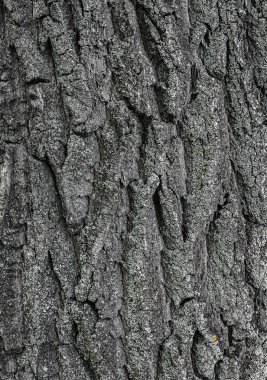 Eski ağaç kabuğu dokusu