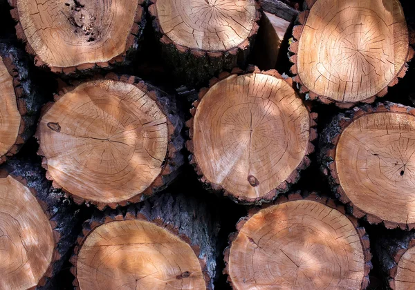 Avverkade trees med knutar — Stockfoto