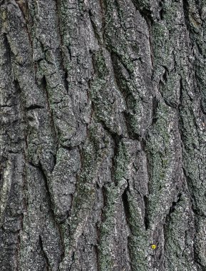 ağaç kabuğu arkaplanı
