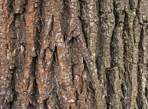 樹皮の質感 — ストック写真